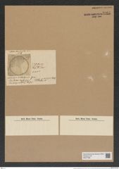 Aulacodiscus kilkellyanus Grev. (de-Toni-Nr.: Genus 182, Species 4500) Zeichnungen Sammlung Grunow Nr. 8064 (NHMW-BOT-W0377386)